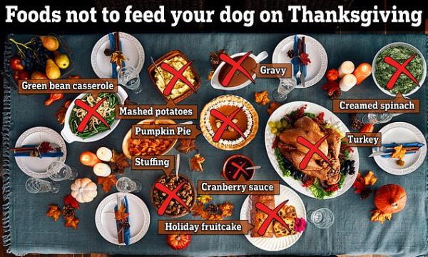 千万不要给你的狗喂食感恩节剩菜，因为它们会引起癫痫和幻觉